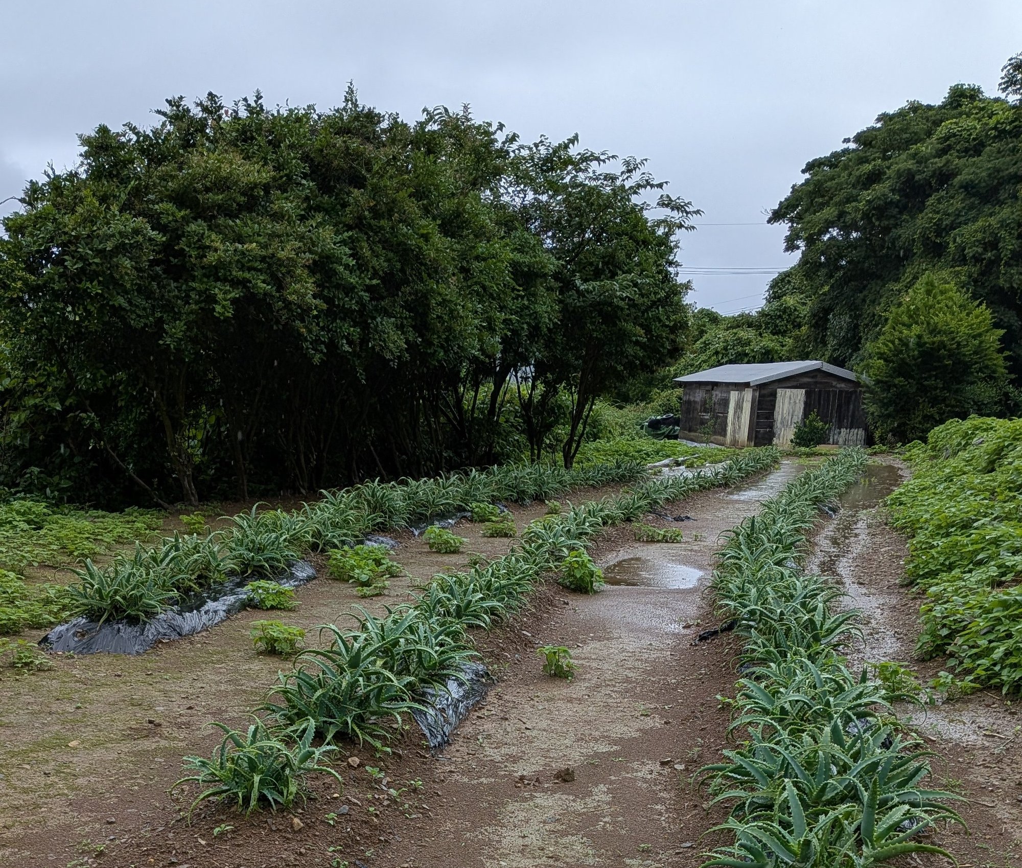 甑島のアロエ畑。雨上がりの土にアロエが列をなして植えられている